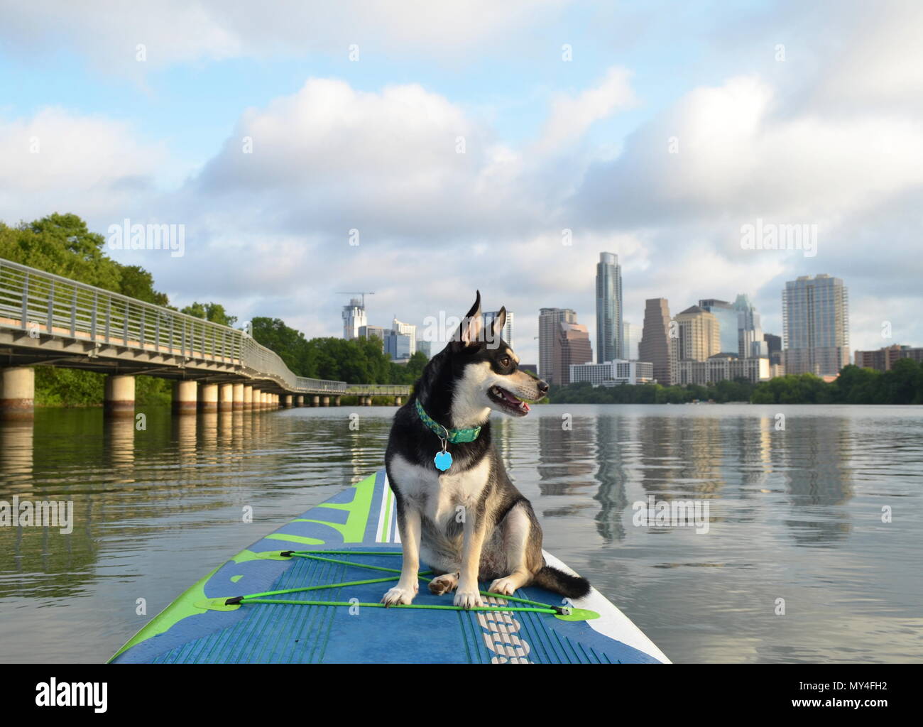Paddle boarding in the morning with a dog next to the Austin boardwalk on Lady Bird Lake, Austin, TX. Stock Photo