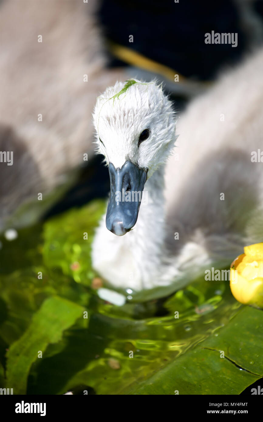 ugly duckling hires stock photography and images Alamy