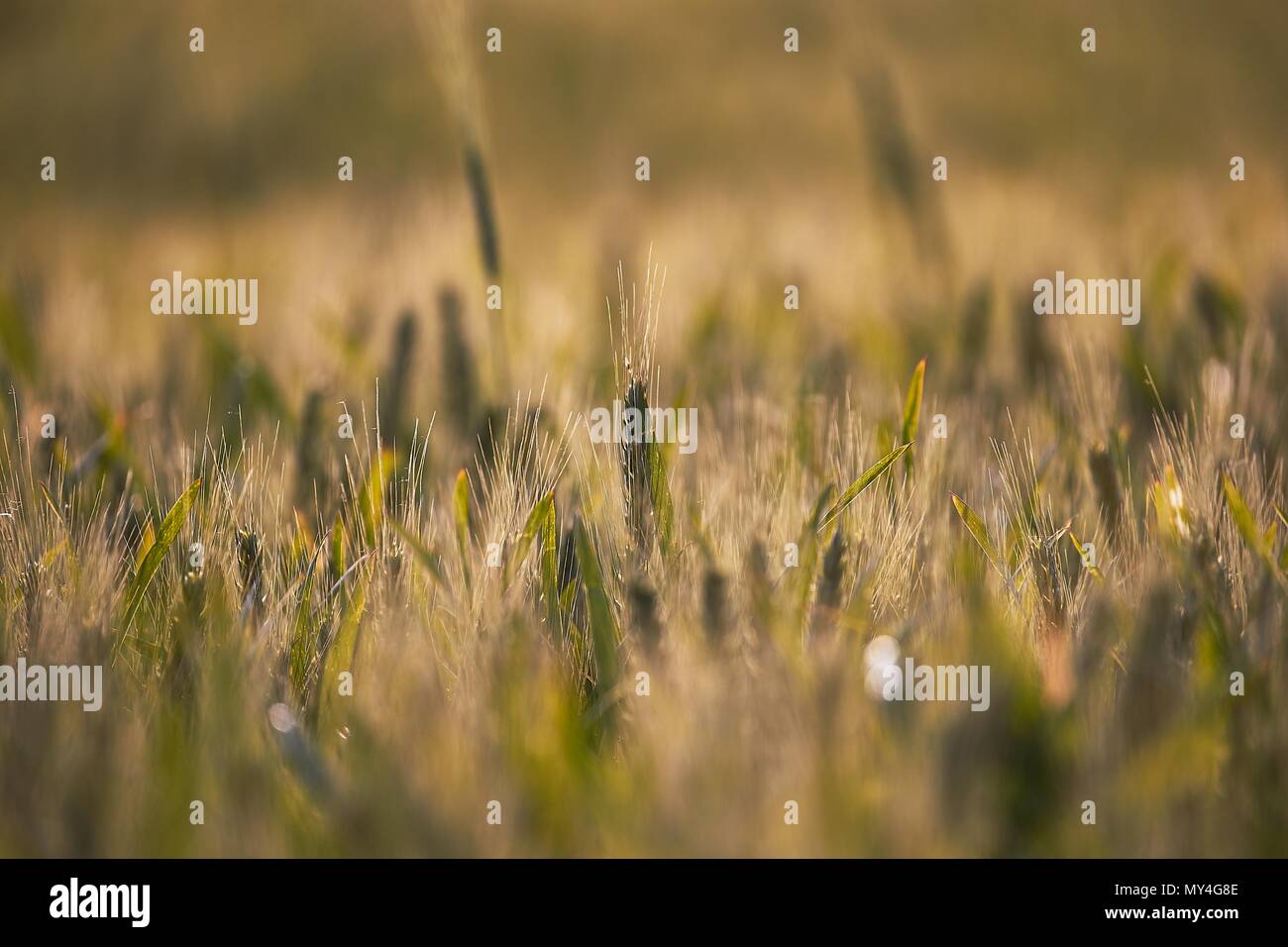 Wheat field closeup Stock Photo