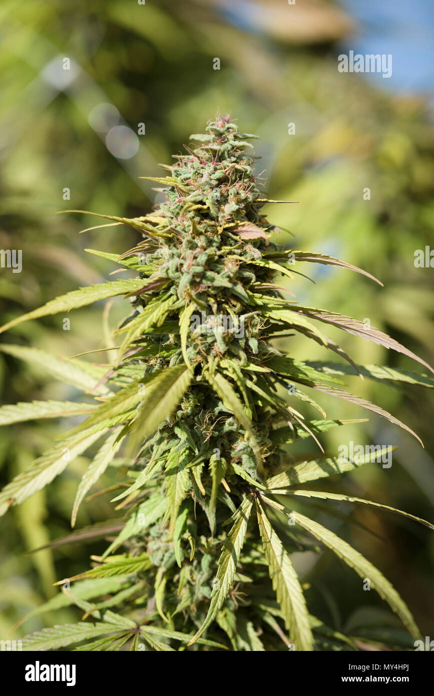 Cannabis plants and flowers ready to harvest and dry and California