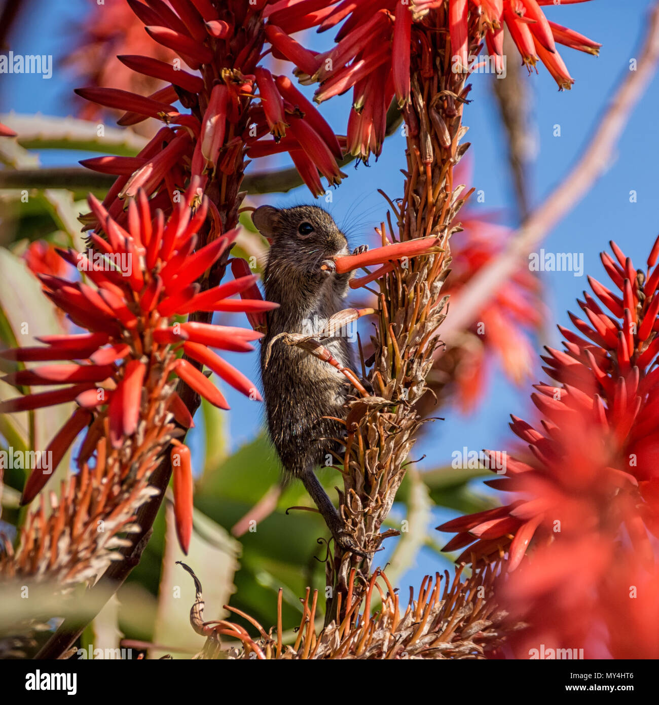 A Fourstriped Grass Mouse feeding on a red Aloe plant in Southern