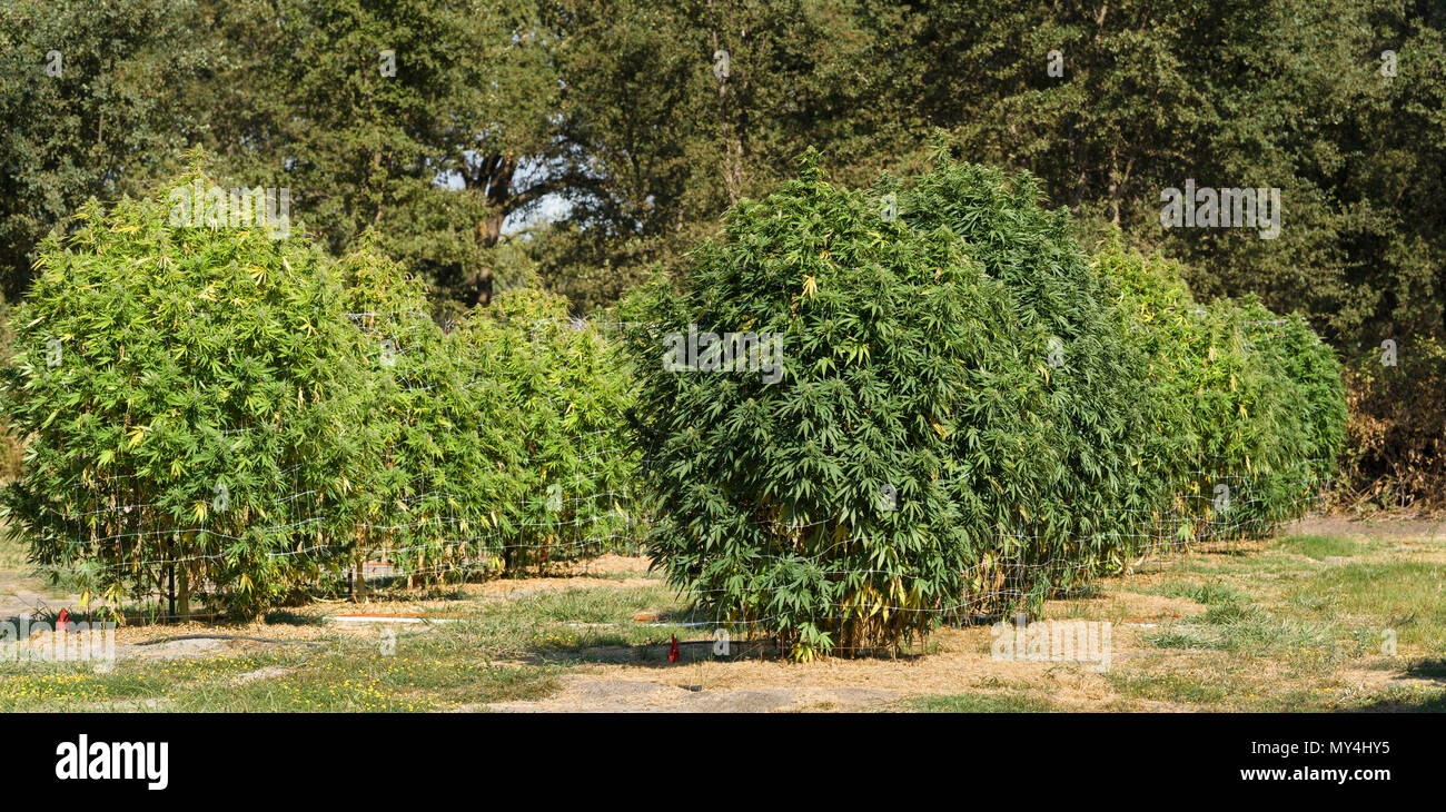 Cannabis plants and flowers ready to harvest and dry and California Marijuana growing facility. Stock Photo
