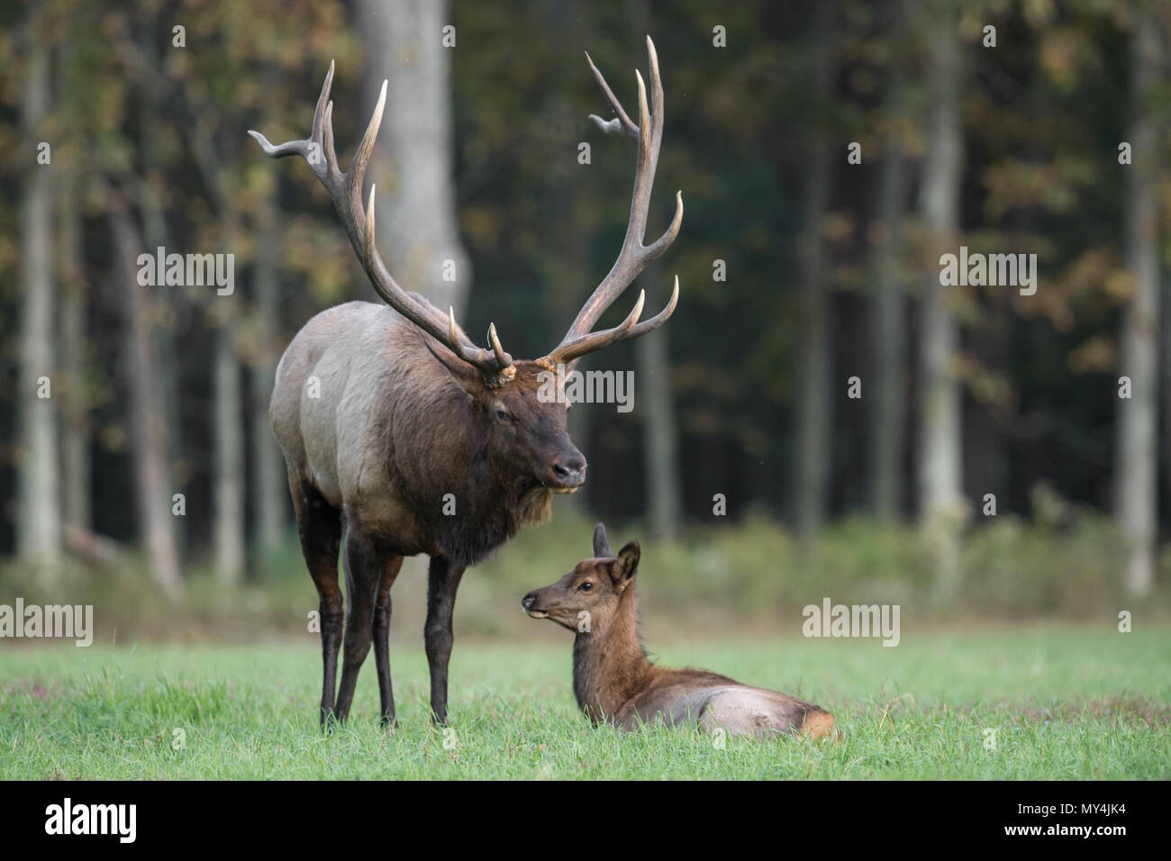 Elk rutting hi-res stock photography and images - Alamy