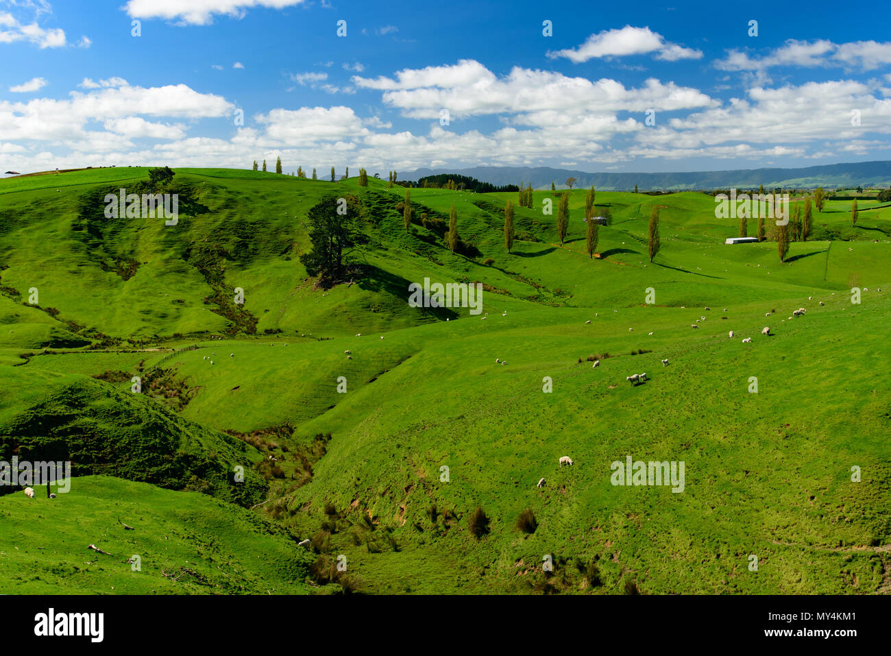 Sheep on green hill with blue sky, view of South Island, New Zealand Stock Photo