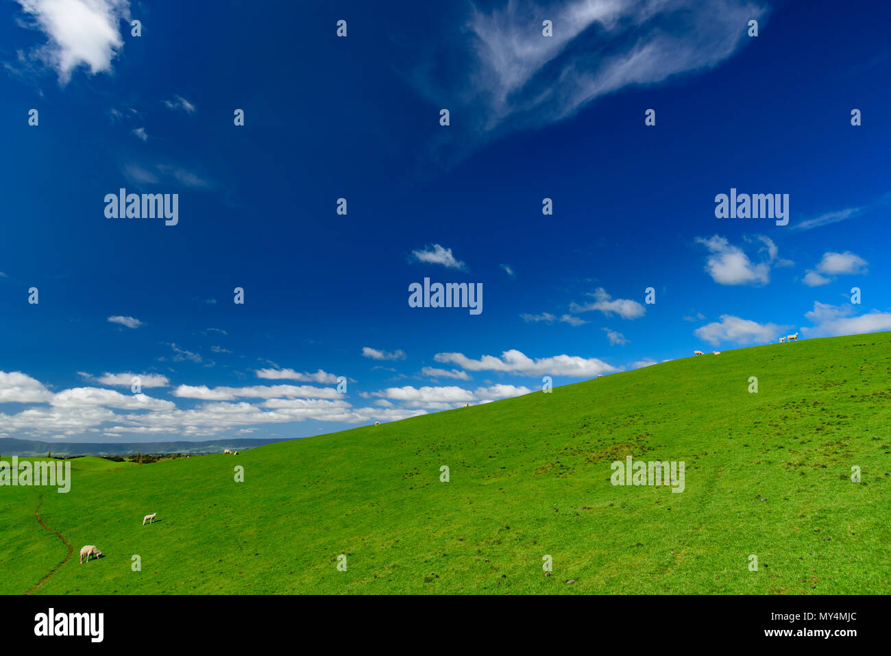 Green hills with sheep and blue sky, New Zealand Stock Photo