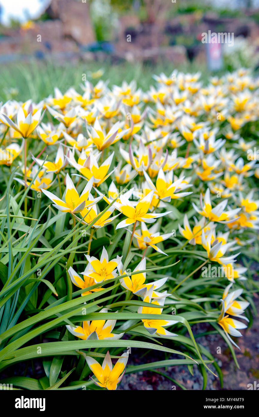 Tulipa Tarda (late tulip or tarda tulip) with inflorescence of yellow flowers in full bloom growing in a botanic garden Stock Photo