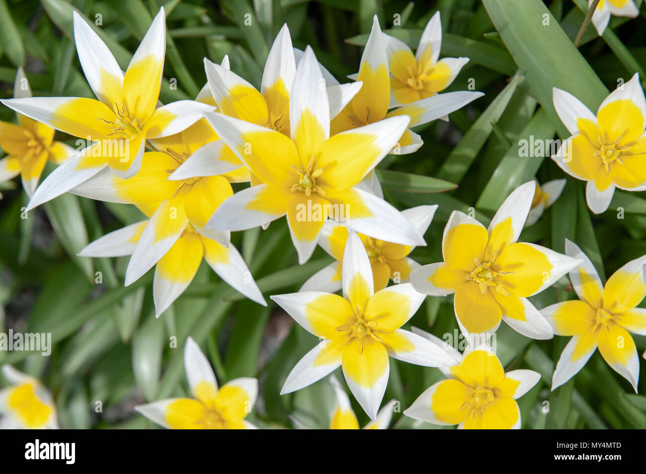 Tulipa Tarda (late tulip or tarda tulip) with inflorescence of yellow flowers in full bloom growing in a botanic garden Stock Photo