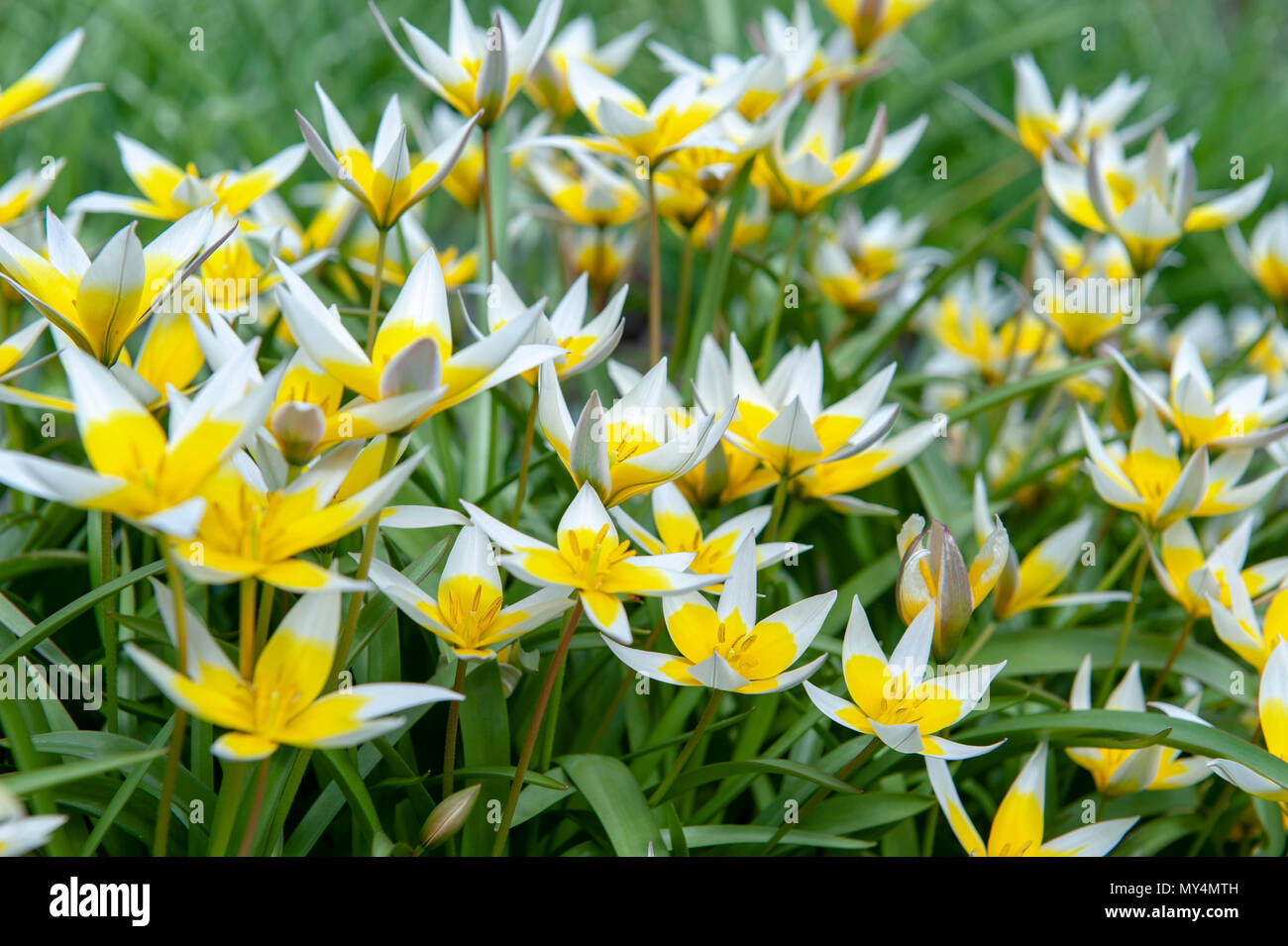 Tulipa Tarda (late tulip or tarda tulip) with inflorescence of yellow flowers in full bloom growing in a botanic garden Stock Photo