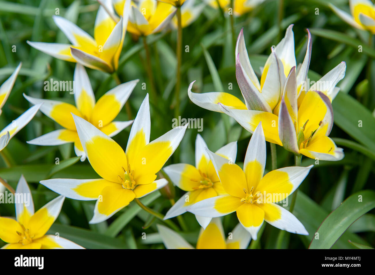 Tulipa Tarda (late tulip or tarda tulip) with inflorescence of yellow flowers in full bloom growing in a botanic garden Stock Photo