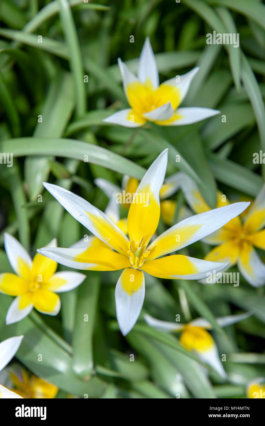 Tulipa Tarda (late tulip or tarda tulip) with inflorescence of yellow flowers in full bloom growing in a botanic garden Stock Photo