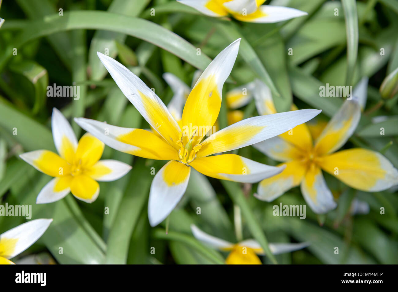 Tulipa Tarda (late tulip or tarda tulip) with inflorescence of yellow flowers in full bloom growing in a botanic garden Stock Photo