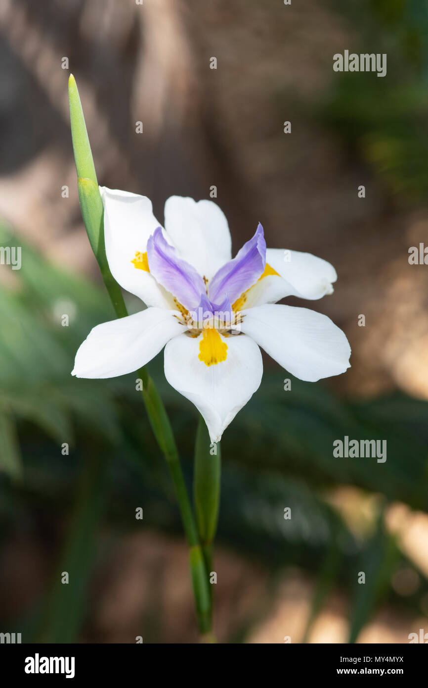 Dietes grandiflora, Large wild iris. Fairy Iris flower Stock Photo