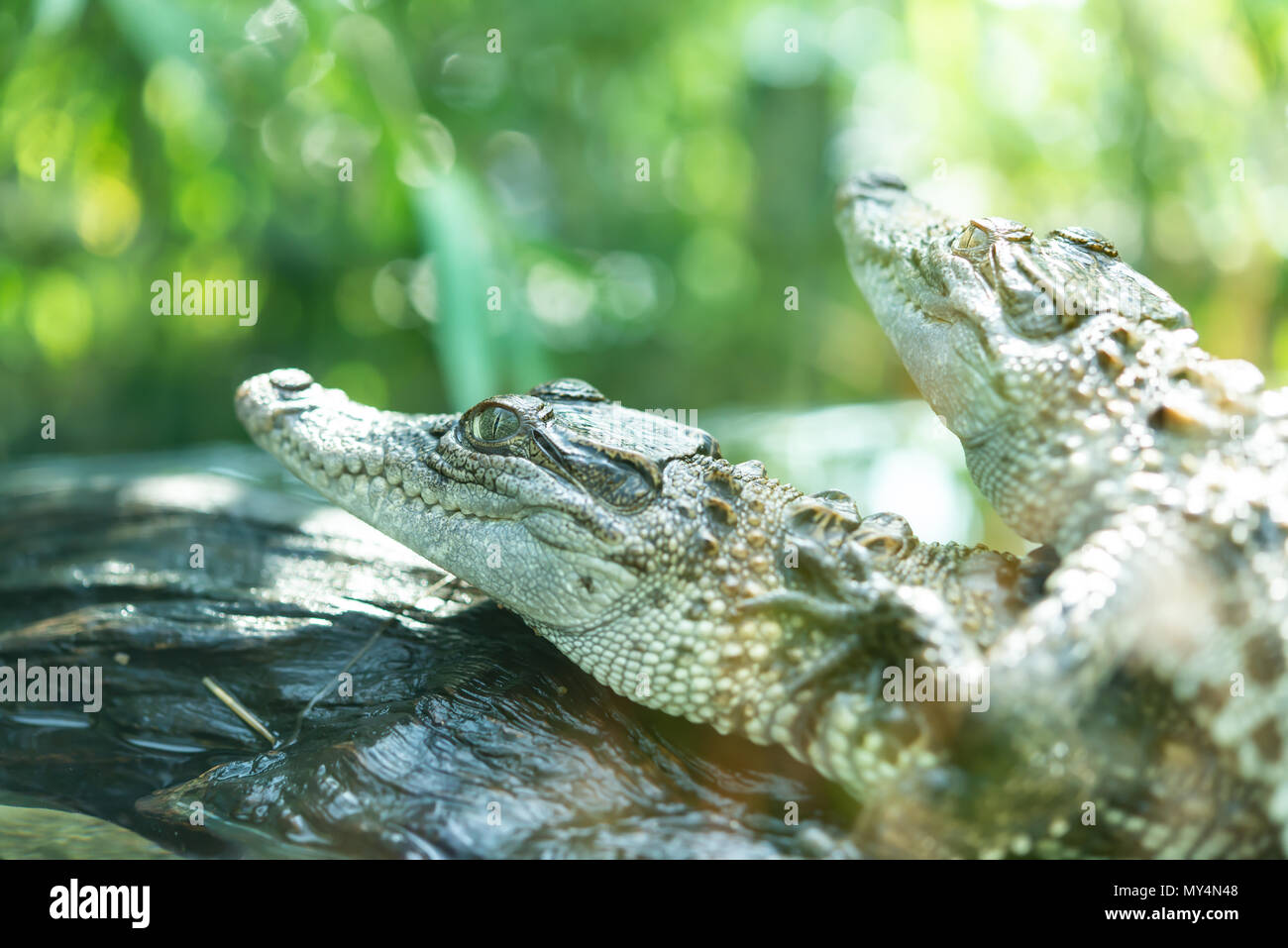 baby crocodiles in a tank Stock Photo