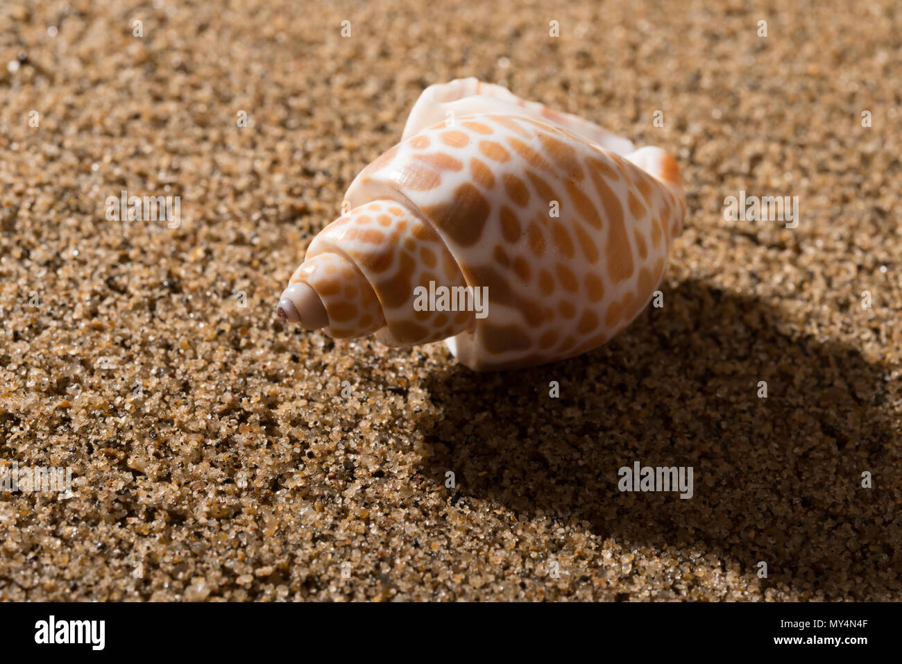 side veiw conch shell on sand Stock Photo - Alamy