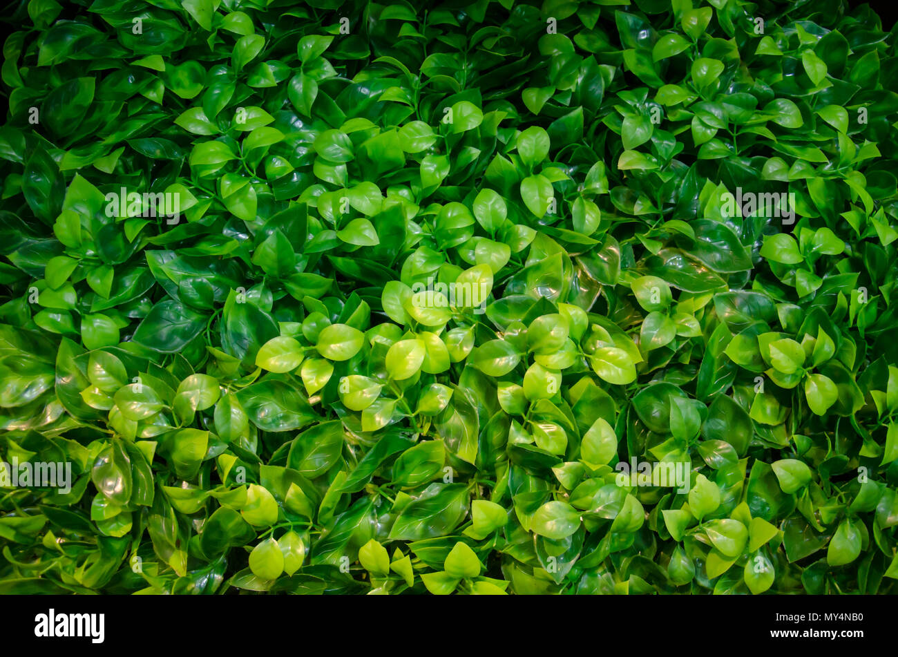 nature green leaf in garden. using as a background Stock Photo - Alamy