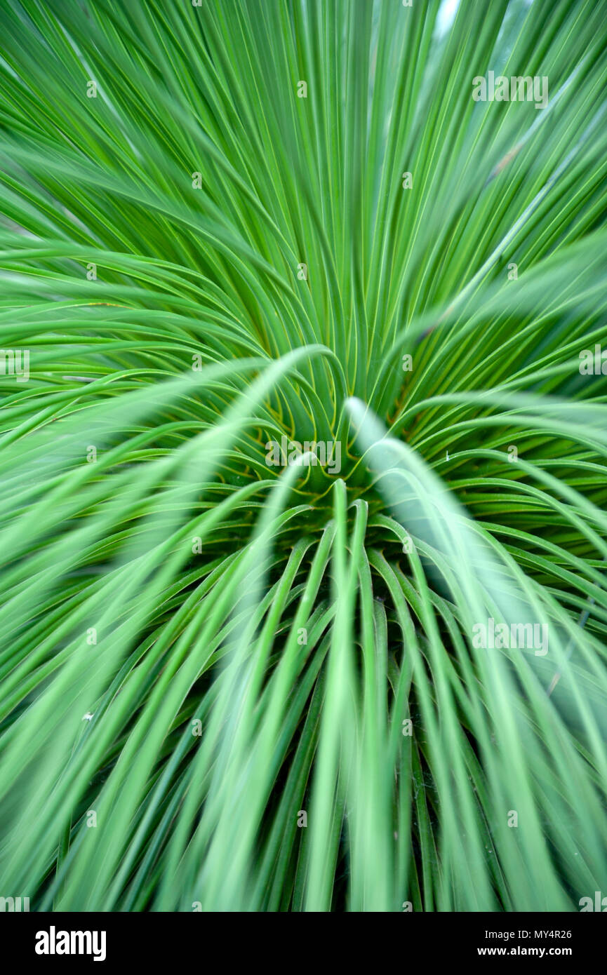 Close-up on leaves of Queretaro Yucca (Yucca queretaroensis, biconvex, denticulate-leaf), a plant species in the genus Yucca, family Asparagaceae Stock Photo