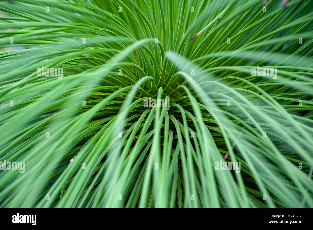 Close-up on leaves of Queretaro Yucca (Yucca queretaroensis, biconvex, denticulate-leaf), a plant species in the genus Yucca, family Asparagaceae Stock Photo