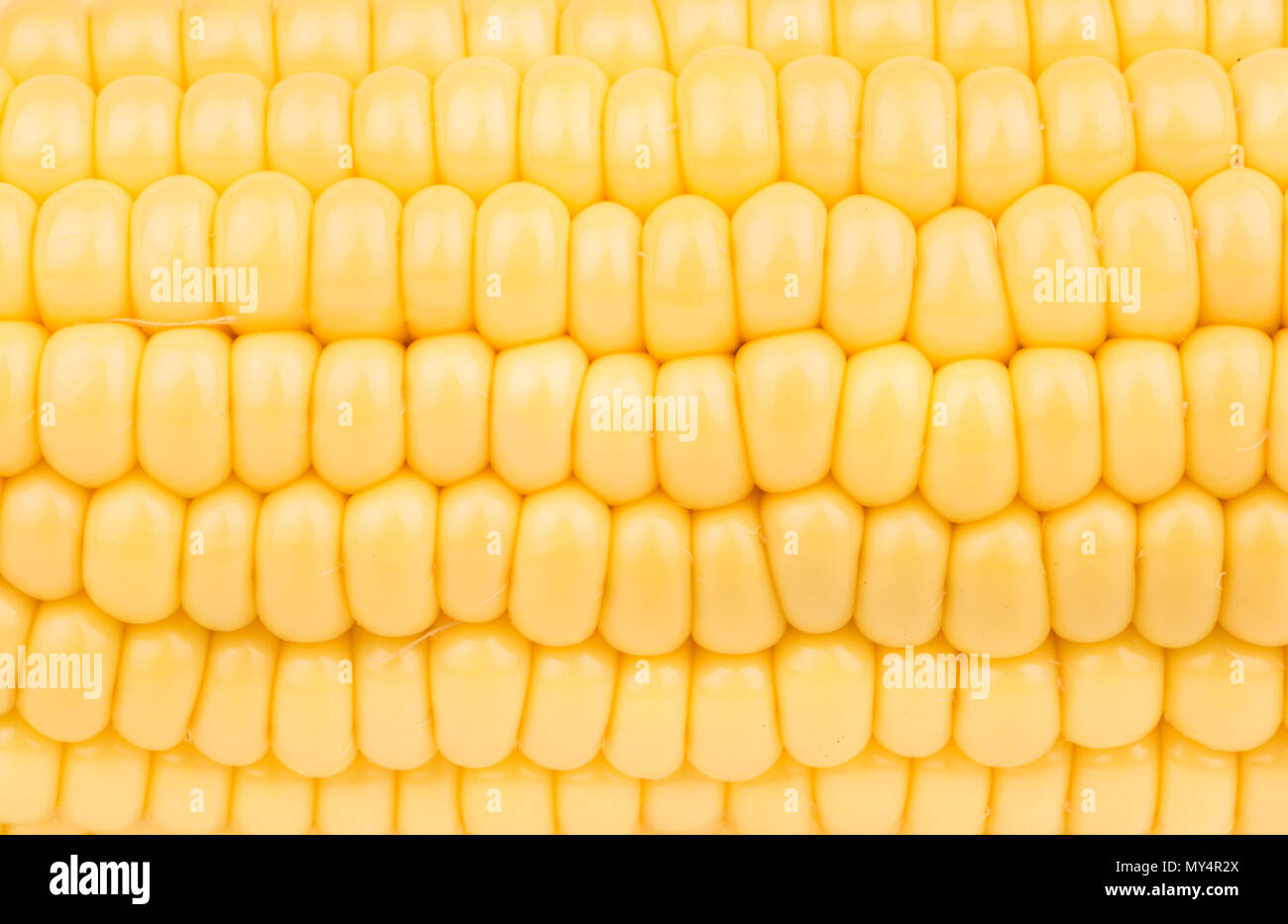 Background from grain raw corn cob closeup Stock Photo