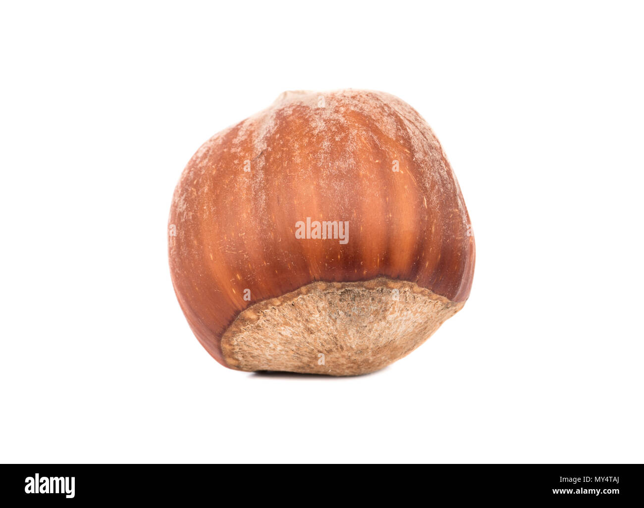 Raw hazelnuts in shell isolated on white background Stock Photo Alamy