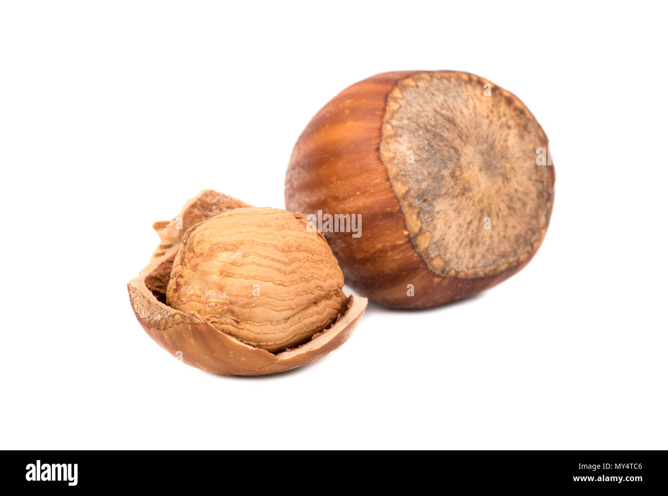 Hazel nut shell forest hi-res stock photography and images - Alamy