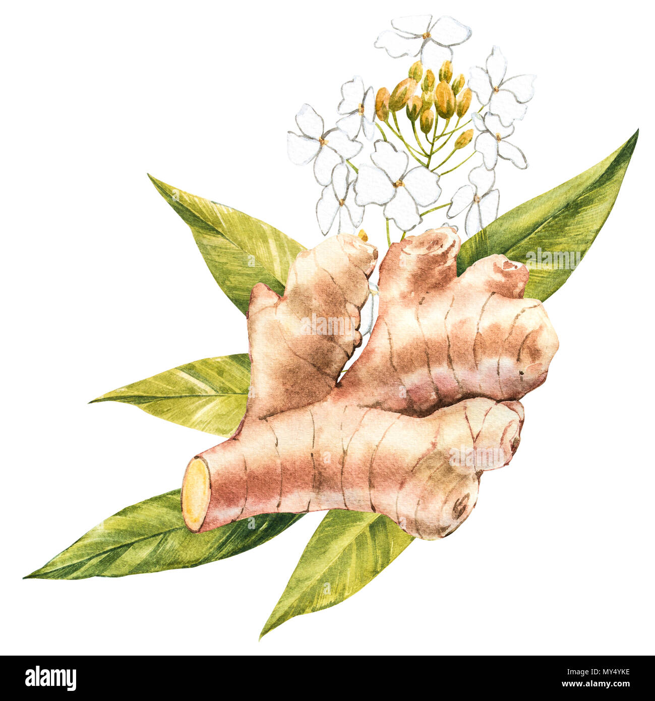Hand Drawn Ginger watercolor sketch. Illustration For Food Design. Stock Photo