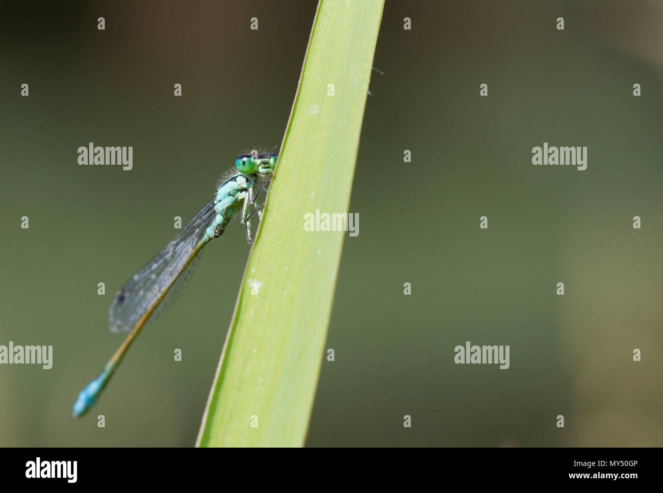 Odonata Dragonfly Damselfly Stock Photo - Alamy