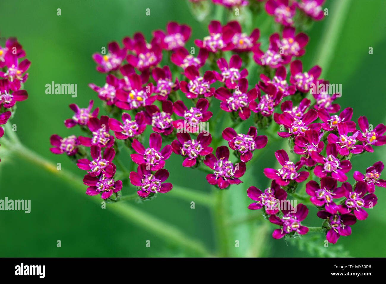 Achillea millefolium ' Cassis ' Stock Photo