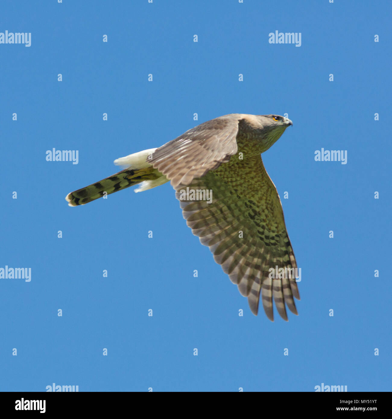 cooper's hawk in  flight against a blue sky Stock Photo