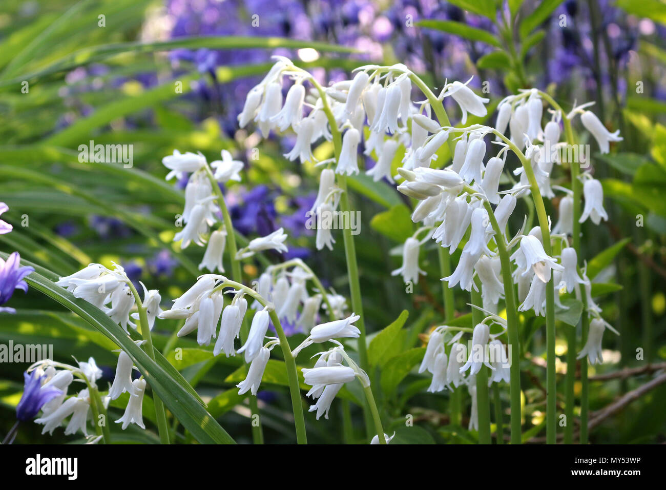 spanish-bluebells-hi-res-stock-photography-and-images-alamy
