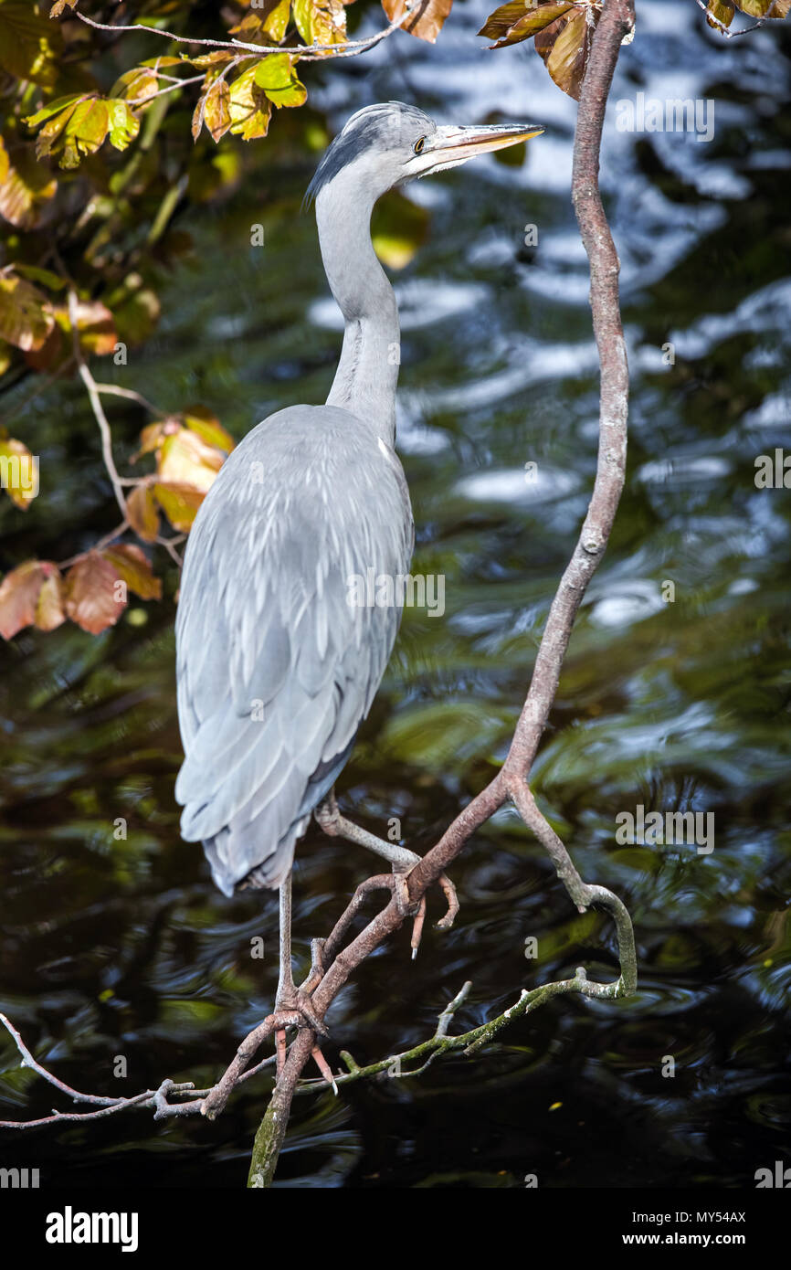 Grey heron bird Stock Photo