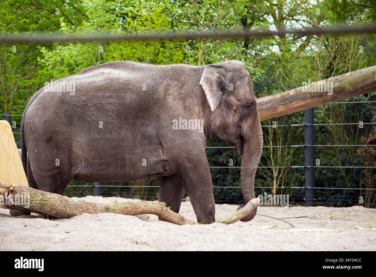 Big elephant in zoo Stock Photo