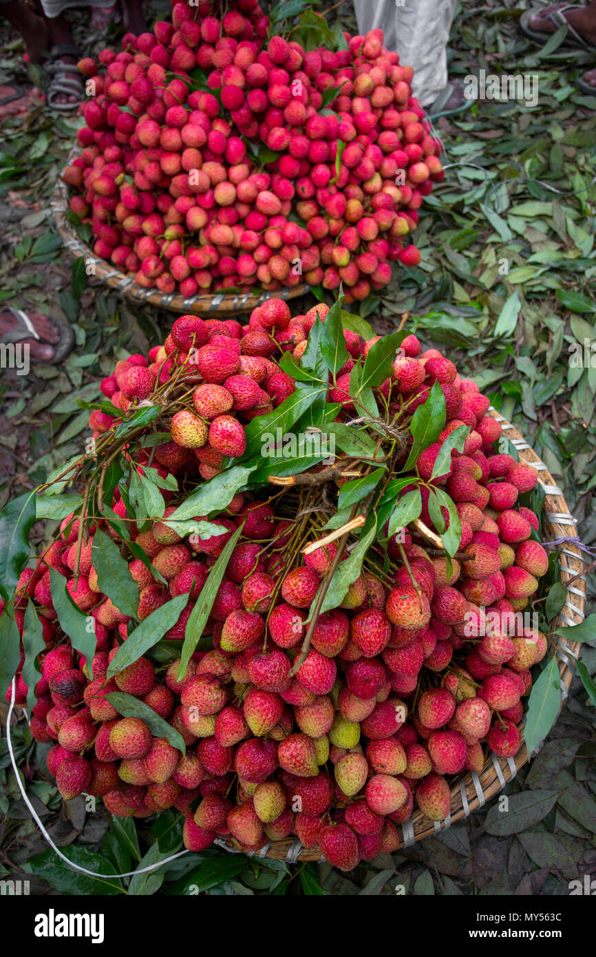 A litchi farmer shows the best litchi in their garden at Rooppur