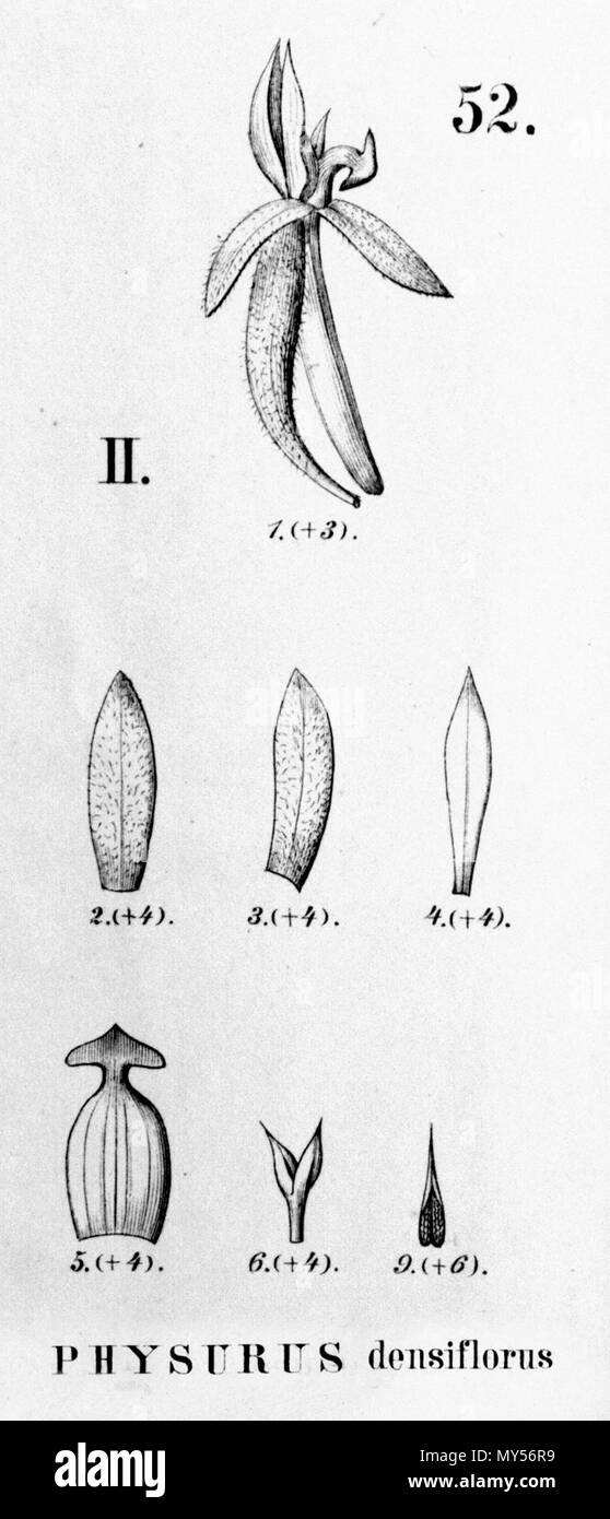 . Illustration of Aspidogyne foliosa (as syn. Physurus densiflorus) . 1895. Alfred Cogniaux (1841 - 1916) 52 Aspidogyne foliosa (as Physurus densiflorus) - cutout from Flora Brasiliensis 3-4-52 fig II Stock Photo