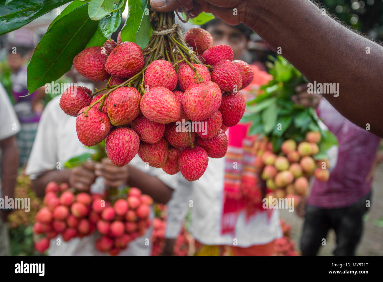 A litchi farmer shows the best litchi in their garden at Rooppur