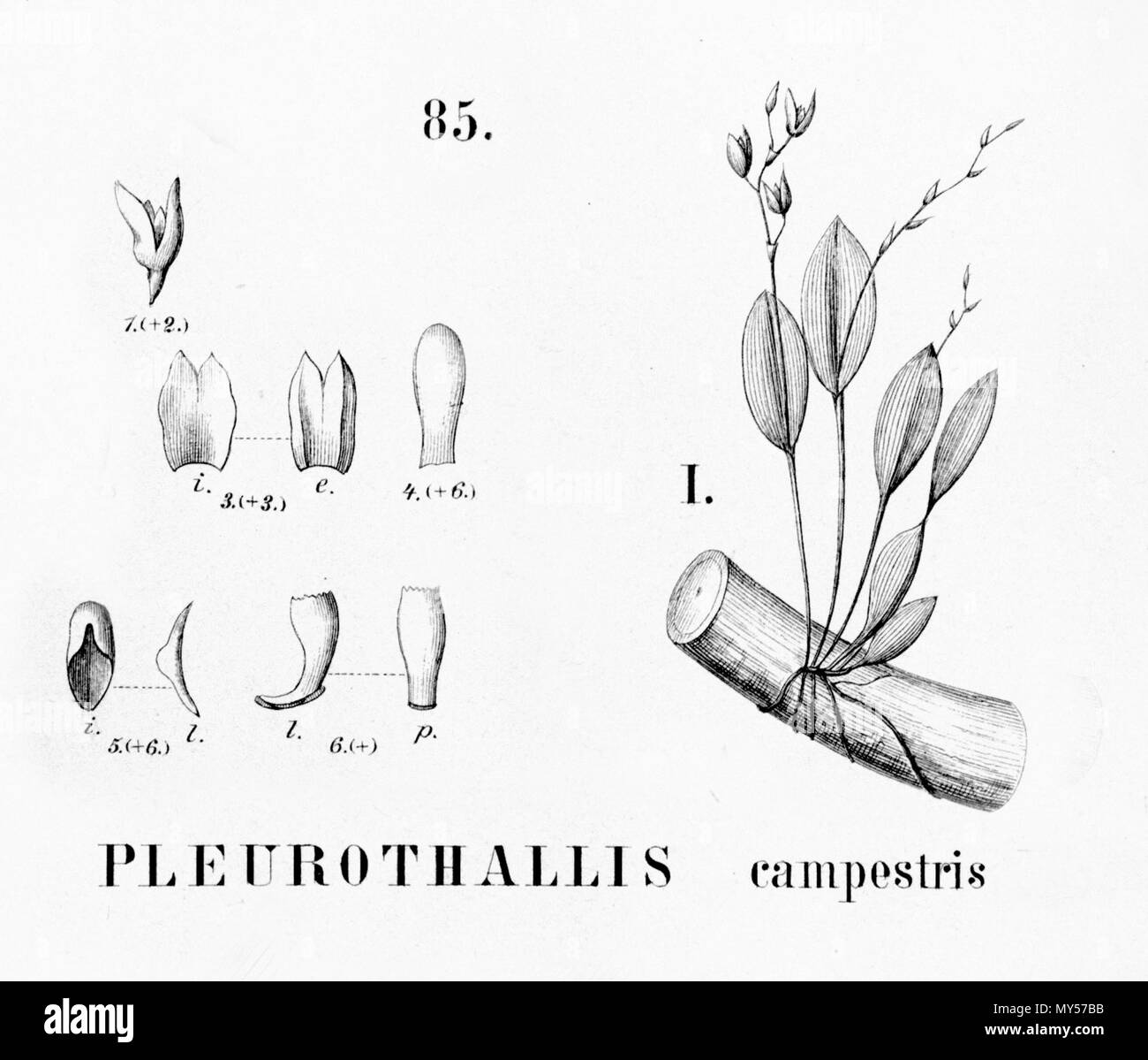 . Illustration of Pleurothallis campestris . 1896. Alfred Cogniaux (1841 - 1916) 426 Pleurothallis campestris - cutout from Flora Brasiliensis 3-4-85-fig I Stock Photo
