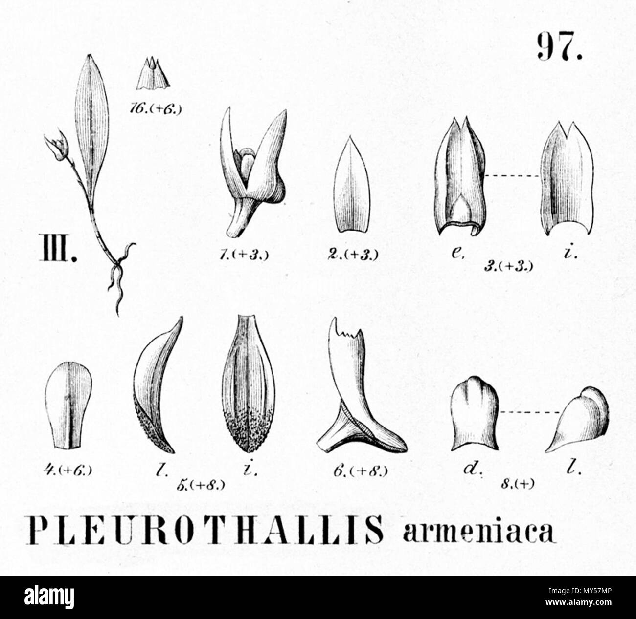 . Illustration of Pleurothallis armeniaca . 1896. Alfred Cogniaux (1841 - 1916) 426 Pleurothallis armeniaca - cutout from Flora Brasiliensis 3-4-97 fig III Stock Photo