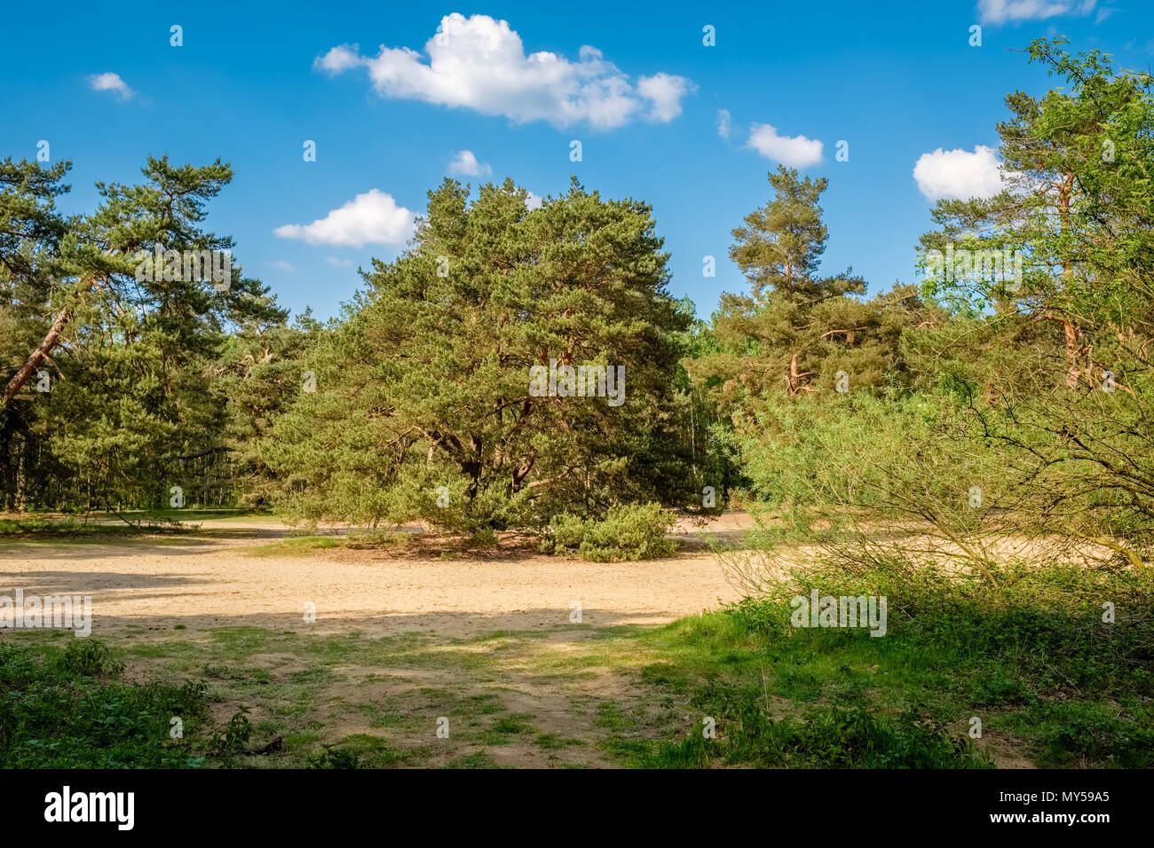 Typical Dutch landscape of 't Lutterzand, a forest area near the German border and a geological monument. It is characterised by the river The Dinkel. Stock Photo