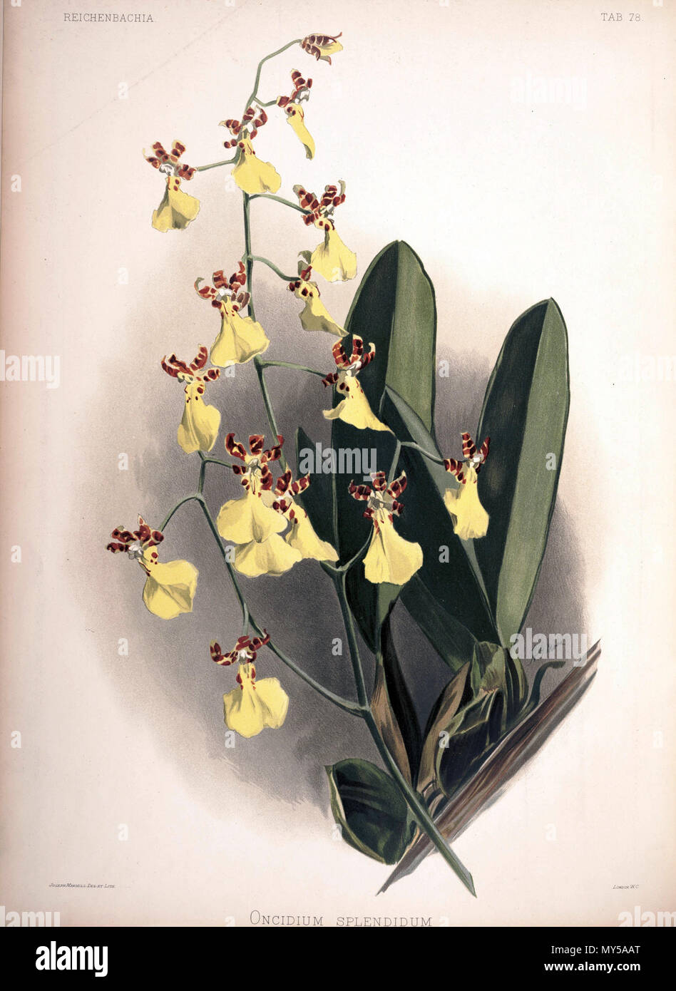 . Trichocentrum splendidum as syn.: Oncidium splendidum . between 1888 and 1894. H. Sotheran & Co., London (editor) 189 Frederick Sander - Reichenbachia II plate 78 (1890) - Oncidium splendidum Stock Photo