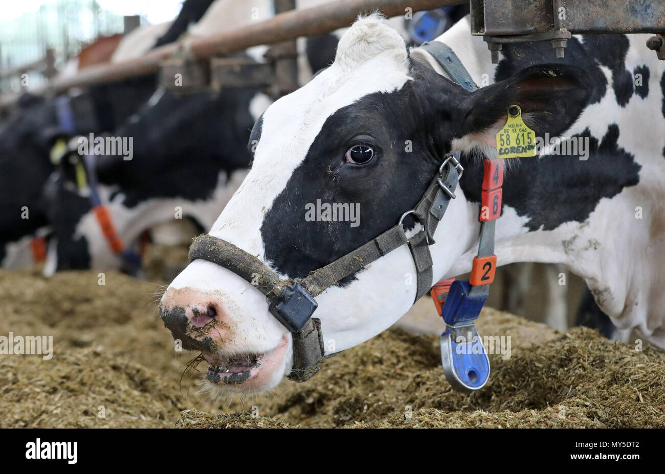 04 June 2018, Germany, Dummerstorf: A dairy cow with a collar and a transponder (blue) is in a barn at Dummerstorf estate. Amongst others, the transponders measure the movement and activity of 04 June 2018, Germany, Dummerstorf: A dairy cow with a collar and a transponder (blue) is in a barn at Dummerstorf estate. Amongst others, the transponders measure the movement and activity of
