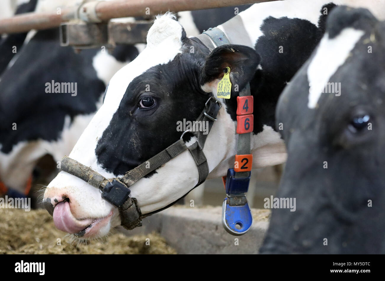 04 June 2018, Germany, Dummerstorf: A dairy cow with a collar and a  transponder (blue) is in a barn at Dummerstorf estate. Amongst others, the  transponders measure the movement and activity of