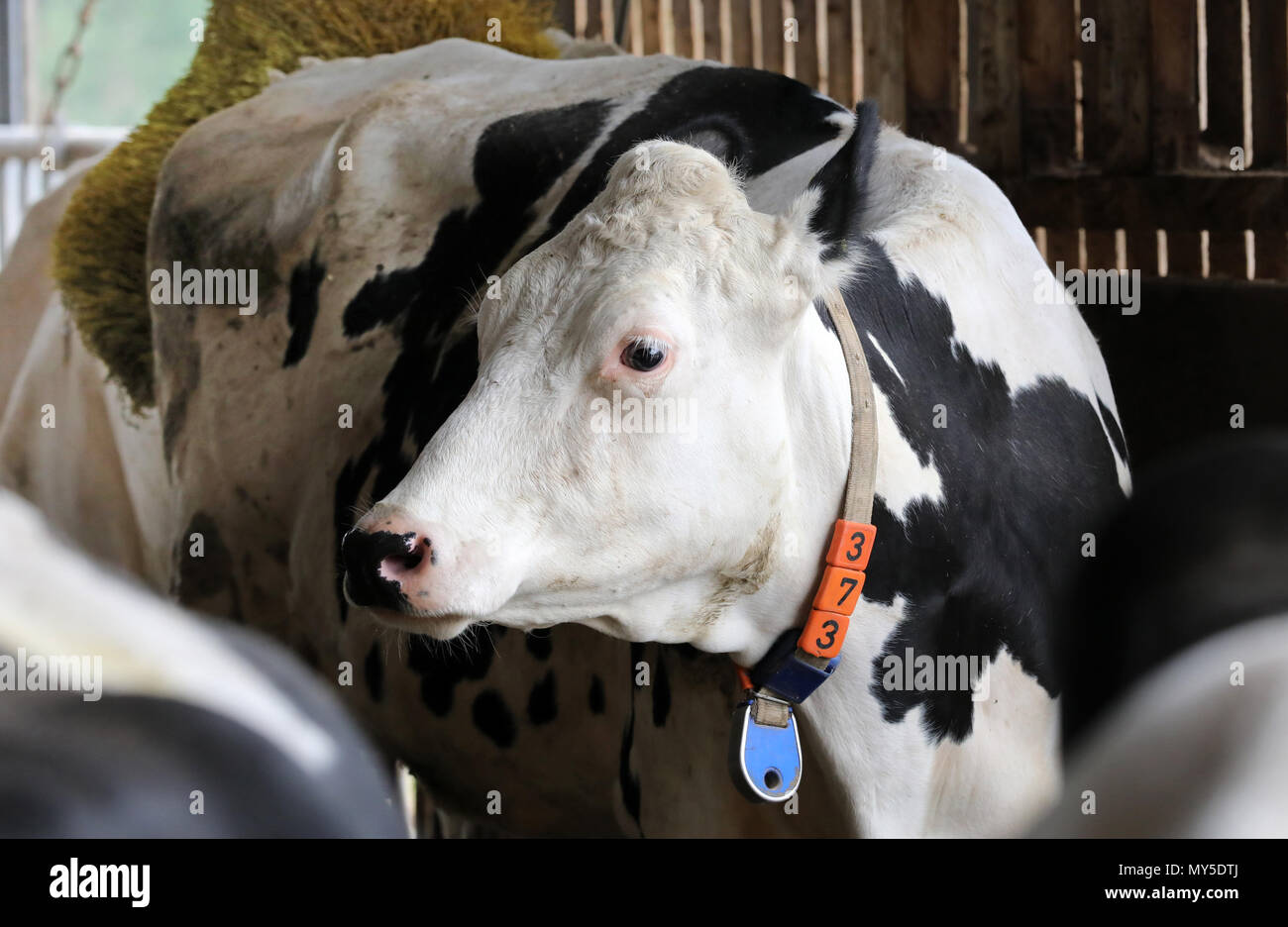 04 June 2018, Germany, Dummerstorf: A dairy cow with a collar and a transponder (blue) is in a barn at Dummerstorf estate. Amongst others, the transponders measure the movement and activity of 04 June 2018, Germany, Dummerstorf: A dairy cow with a collar and a transponder (blue) is in a barn at Dummerstorf estate. Amongst others, the transponders measure the movement and activity of