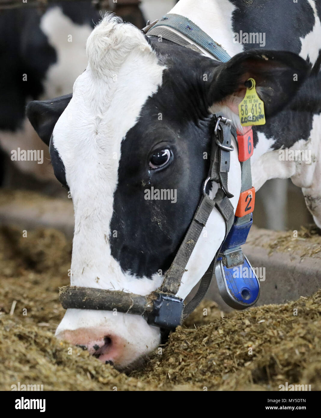 Cow transponder hi-res stock photography and images - Alamy