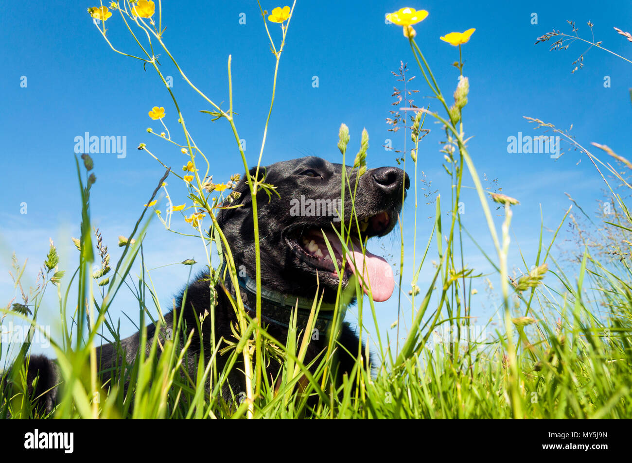 Bath, Somerset, 6th June 2018.  UK weather. A panting dog takes a rest in a meadow after a long walk on a warm, sunny day. Credit: Richard Wayman/Alamy Live News Stock Photo