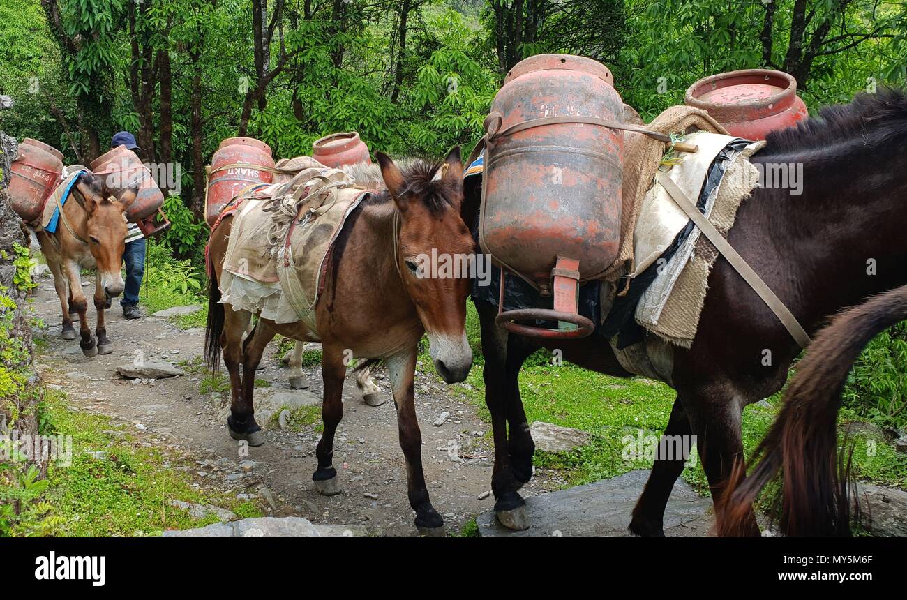 Kaski. 6th June, 2018. Mules carrying empty gas cylinders proceed towards  Ghandruk village from Chhomrong village of Kaski district in Nepal, June 6,  2018. Credit: Sunil Sharma/Xinhua/Alamy Live News Stock Photo - Alamy