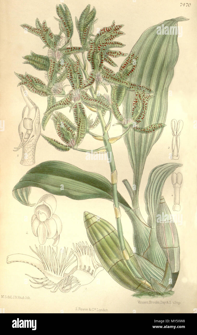 . Illustration of Catasetum randii (male flower) . 1896. M. S. del. ( = Matilda Smith, 1854-1926), J. N. Fitch lith. ( = John Nugent Fitch, 1840–1927) Description by Joseph Dalton Hooker (1817—1911) 101 Catasetum randii Stock Photo