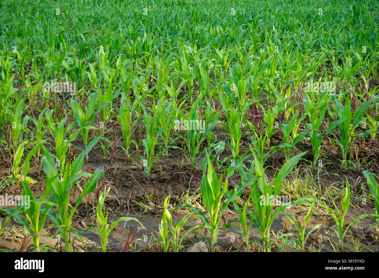 Green field with young corn Stock Photo - Alamy