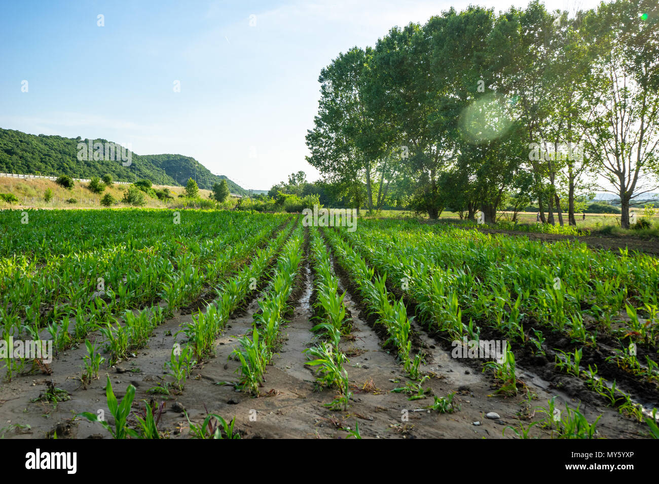 Green field with young corn Stock Photo - Alamy