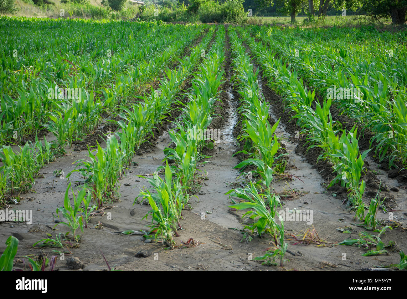 Green field with young corn Stock Photo - Alamy