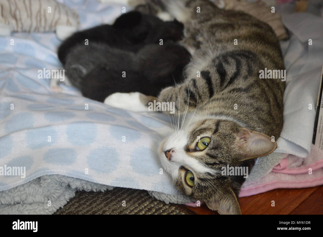 Mother cat nursing kittens Stock Photo - Alamy