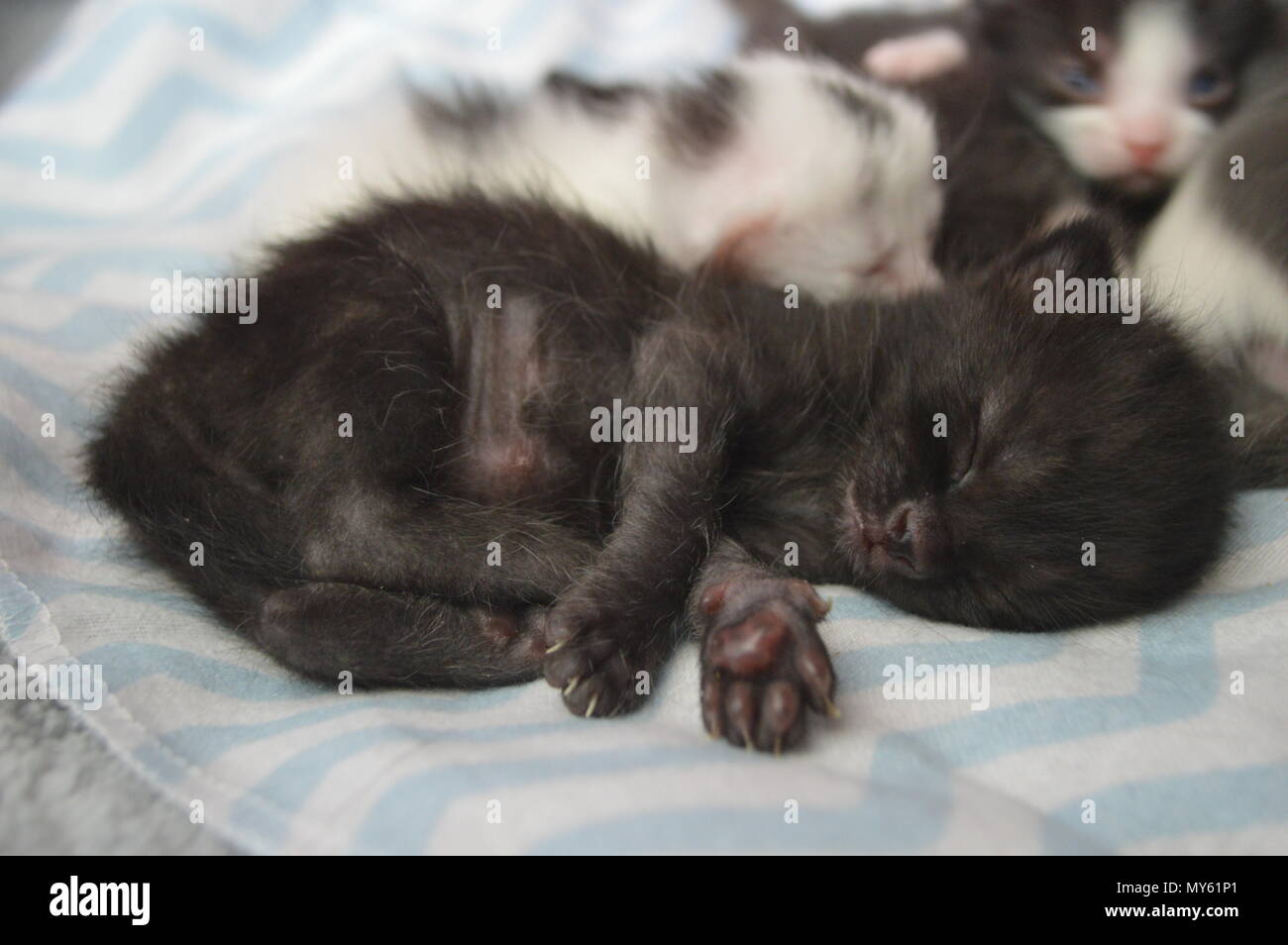 3 week old kitten hi-res stock photography and images - Alamy